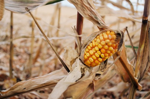 shallow focus photo of yellow corn shallow focus photo of yellow corn