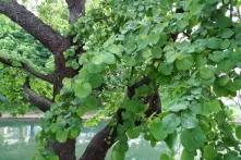 Παπαστεργίου ΟΤΑ Πράσινη συμφωνία