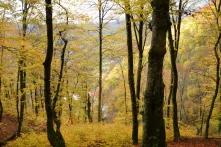 Δάση άρθρο 4