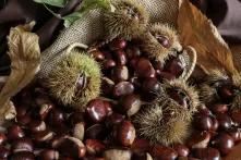 Δάση άρθρο 6