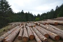 Δάση άρθρο 9