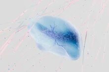 ΑτΕ άρθρο Βαρβάρα Αγγέλη