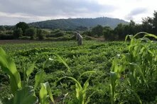 Photo: A person working in a field, tending to plants. Green corn stalks in the foreground, with hills and trees in the background.