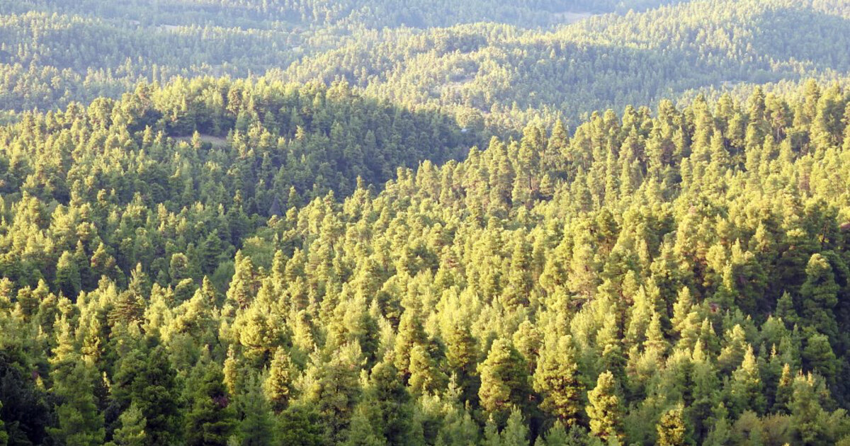 Baker Forest in Northern Evia: The history of a non-public forest area | Heinrich B\u00f6ll Stiftung ...