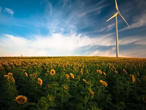 sunflower field