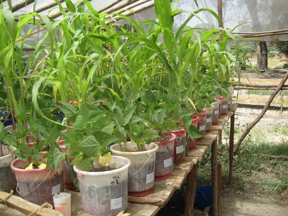 Photo: A greenhouse with plants in pots. Tall plants (likely corn) and smaller plants in red and white containers are visible.