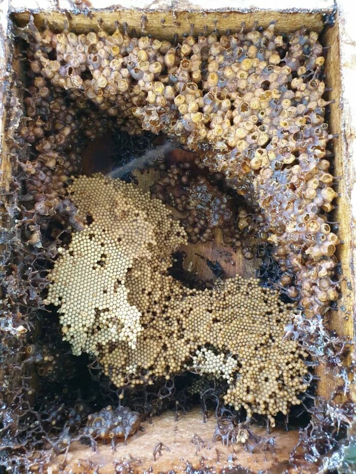 Stingless Bee