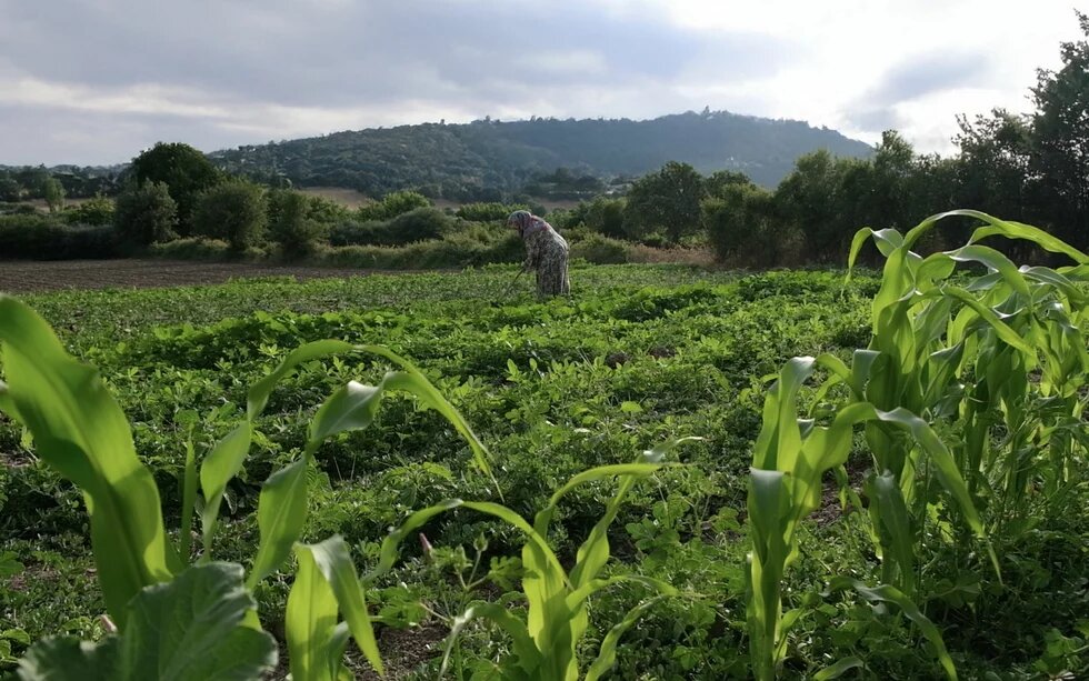 Photo: A person working in a field, tending to plants. Green corn stalks in the foreground, with hills and trees in the background.