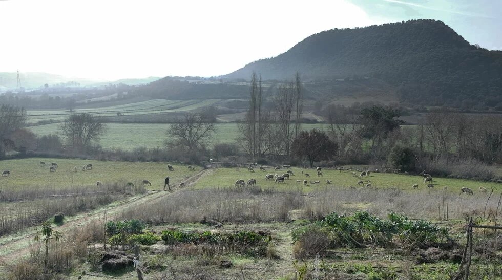 Photo: A person walking through a field with grazing sheep. Rolling hills and trees in the background, with some crops visible in the foreground.